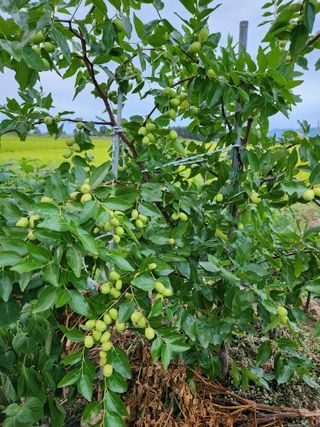 보은 김영순님의 자유주제 · 자유게시판 작성글 사진