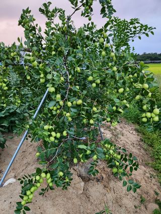 보은 김영순님의 자유주제 · 자유게시판 작성글 사진