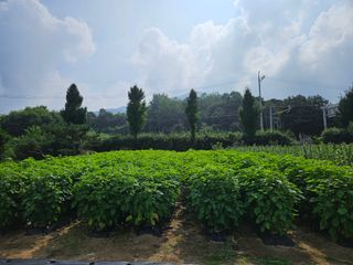 마중물0715님의 들깨 · 영농일지 작성글 사진