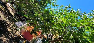 최도경님의 감 · 영농일지 작성글 사진