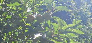 최도경님의 감 · 영농일지 작성글 사진