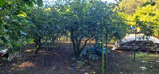 최도경님의 감 · 영농일지 작성글 사진