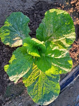 정호성님의 배추 · 영농일지 작성글 사진