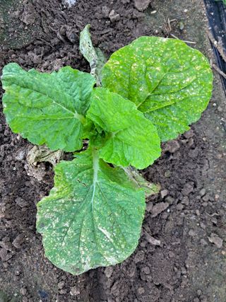 정호성님의 배추 · 영농일지 작성글 사진