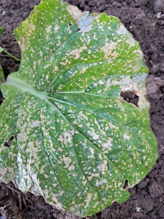 정호성님의 배추 · 영농일지 작성글 사진