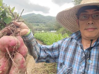 김찬경님의 고구마 · 영농일지 작성글 사진