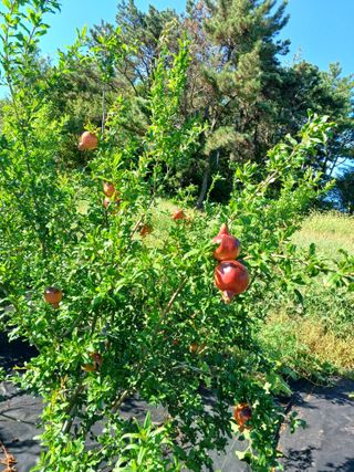 행운목(이옥도)님의 자유주제 · 자유게시판 작성글 사진