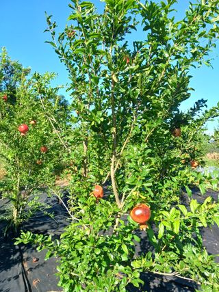 행운목(이옥도)님의 자유주제 · 자유게시판 작성글 사진