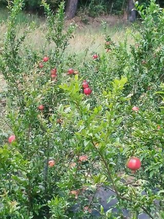 행운목(이옥도)님의 자유주제 · 자유게시판 작성글 사진