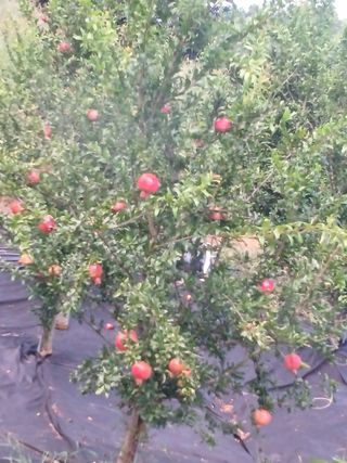 행운목(이옥도)님의 자유주제 · 자유게시판 작성글 사진