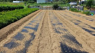 유진수님의 마늘 · 영농일지 작성글 사진