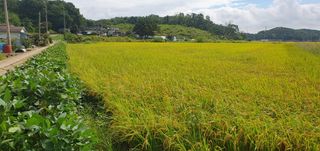 이흥옥님의 자유주제 · 자유게시판 작성글 사진