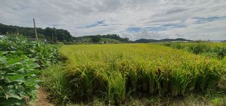 이흥옥님의 자유주제 · 자유게시판 작성글 사진