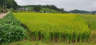 이흥옥님의 자유주제 · 자유게시판 작성글 사진