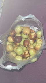 팜모닝 들깨·영농일지 게시글 이미지