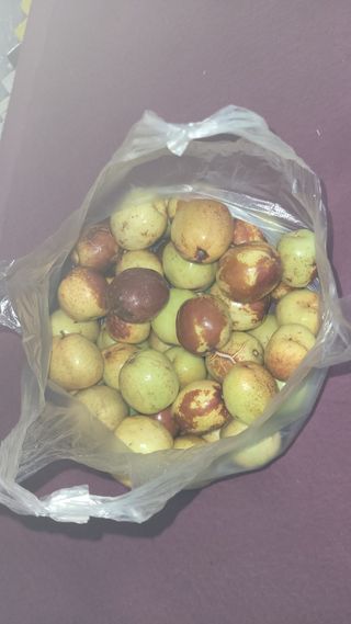 포항 농민66님의 들깨 · 영농일지 작성글 사진