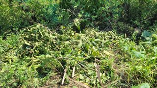 포항 농민66님의 들깨 · 영농일지 작성글 사진