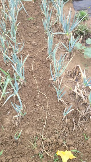 포항 농민66님의 들깨 · 영농일지 작성글 사진