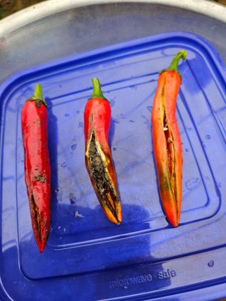 조정숙(1955)님의 고추 · 병해충상담 작성글 사진