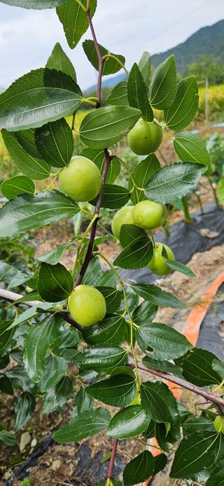의령3대부자 솥바위님의 자유주제 · 자유게시판 작성글 사진