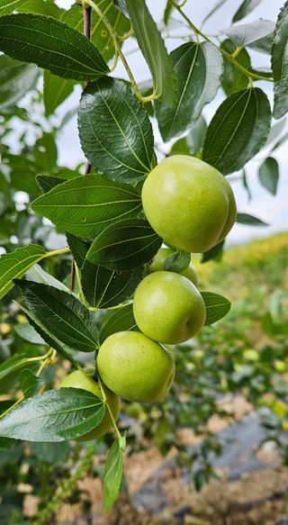 의령3대부자 솥바위님의 자유주제 · 자유게시판 작성글 사진
