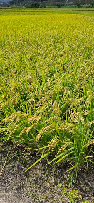 의령3대부자 솥바위님의 자유주제 · 자유게시판 작성글 사진