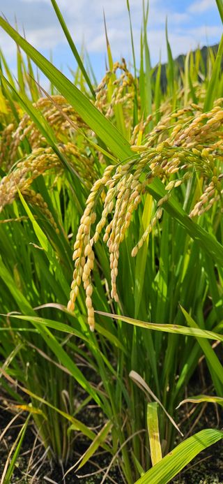 의령3대부자 솥바위님의 자유주제 · 자유게시판 작성글 사진