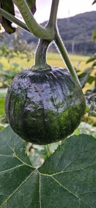 의령3대부자 솥바위님의 자유주제 · 자유게시판 작성글 사진