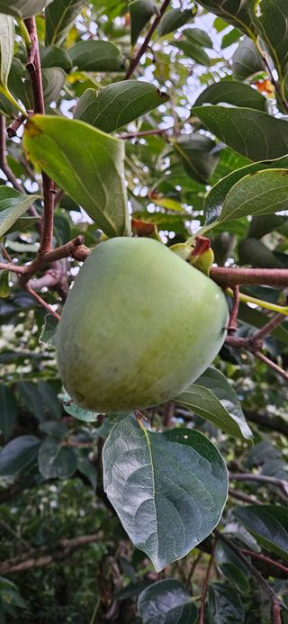 의령3대부자 솥바위님의 자유주제 · 자유게시판 작성글 사진