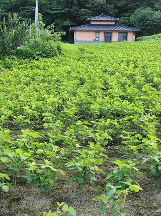 경숙님의 콩 · 영농일지 작성글 사진