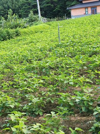 경숙님의 콩 · 영농일지 작성글 사진