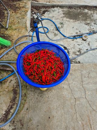 진용농사27년차님의 고추 · 영농일지 작성글 사진