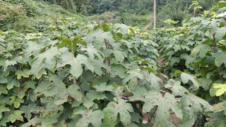 관음손가네님의 작성글 사진