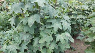 관음손가네님의 작성글 사진