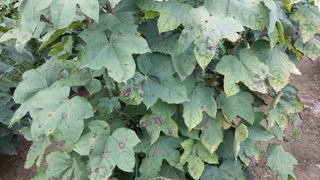 관음손가네님의 작성글 사진