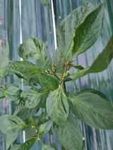 팜모닝 고추·병해충상담 게시글 이미지