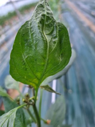 신무곤님의 고추 · 병해충상담 작성글 사진