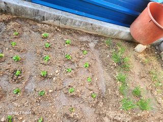 헤라여신^^♡님의 상추 · 영농일지 작성글 사진