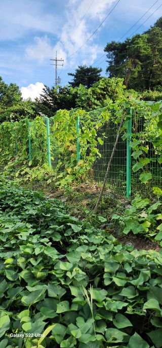 28 268 HQ님의 유해동물 퇴치하는 비법 공유해주세요·참여글 작성글 사진