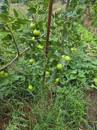 천지창조님의 자유주제 · 자유게시판 작성글 사진