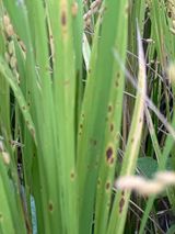 팜모닝 벼·병해충상담 게시글 이미지