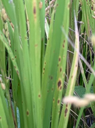 4륜구동경운기님의 벼 · 병해충상담 작성글 사진