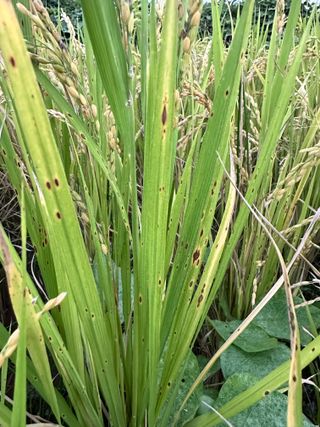 4륜구동경운기님의 벼 · 병해충상담 작성글 사진