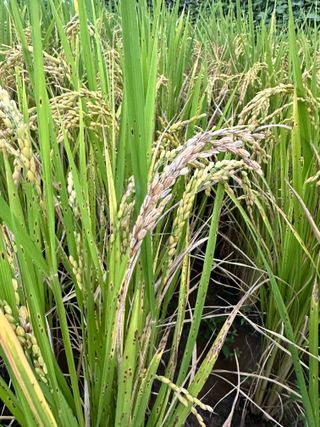 4륜구동경운기님의 벼 · 병해충상담 작성글 사진