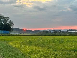 4륜구동경운기님의 벼 · 병해충상담 작성글 사진