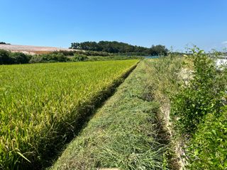 4륜구동경운기님의 벼 · 병해충상담 작성글 사진