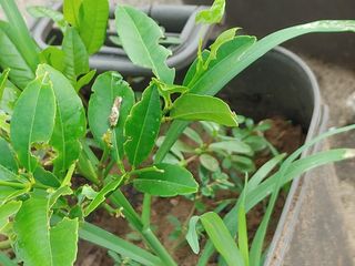 히나팜님의 기타작물 · 병해충상담 작성글 사진