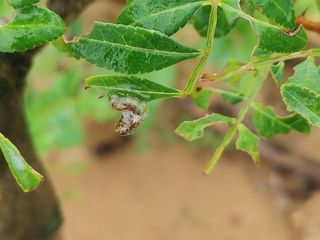 히나팜님의 기타작물 · 병해충상담 작성글 사진