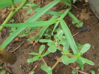 히나팜님의 기타작물 · 병해충상담 작성글 사진