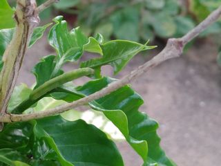 히나팜님의 기타작물 · 병해충상담 작성글 사진